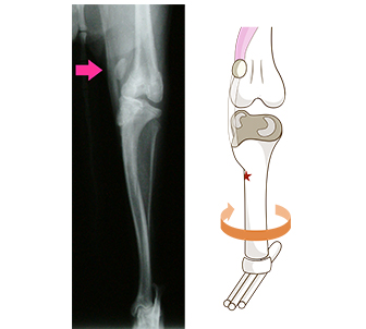 岸上獣医科病院の膝蓋骨（ヒザのお皿）脱臼治療のポイント